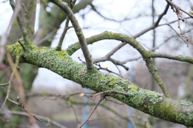 Yosun ve liken ile kaplı bahçe ağaçları büyümelerini yavaşlatır, kötü meyve verir, dal hastalığı. Filizlerdeki büyümeler böcek böcekleri için elverişli bir yaşam alanı oluşturuyor. Ayvanın tehlikeli hali