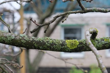 Yosun ve liken ile kaplı bahçe ağaçları büyümelerini yavaşlatır, kötü meyve verir, dal hastalığı. Filizlerdeki büyümeler böcek böcekleri için elverişli bir yaşam alanı oluşturuyor. Ayvanın tehlikeli hali