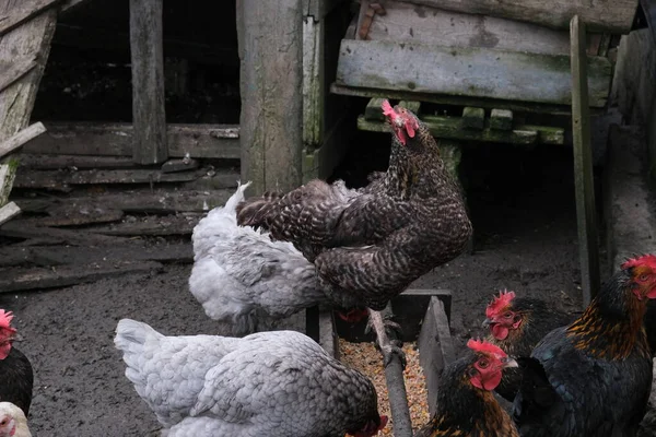 Hahn Umringt Von Hühnern Tiere Auf Dem Bauernhof Hühner Dorf — Stockfoto