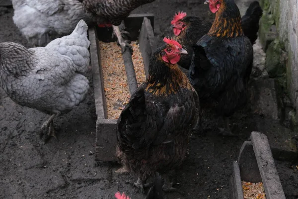 公鸡被母鸡围住了 农场里的动物村里的小鸡 成层的蛋 吃喂食者的谷物 — 图库照片