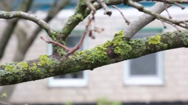 Yosun ve liken ile kaplı bahçe ağaçları büyümelerini yavaşlatır, kötü meyve verir, dal hastalığı. Filizlerdeki büyümeler böcek böcekleri için elverişli bir yaşam alanı oluşturuyor. Ayvanın tehlikeli hali