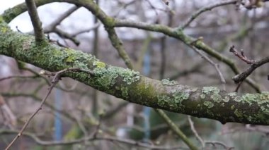 Yosun ve liken ile kaplı bahçe ağaçları büyümelerini yavaşlatır, kötü meyve verir, dal hastalığı. Filizlerdeki büyümeler böcek böcekleri için elverişli bir yaşam alanı oluşturuyor. Ayvanın tehlikeli hali