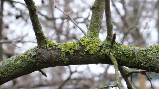 庭の木苔で覆われ 地衣類の成長を遅く 実が悪い 枝の病気を負担 芽の成長は害虫のための有利な生息地を作成します 王子の危険な状態 — ストック動画