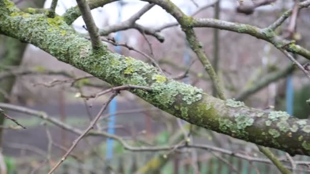 Garden Trees Covered Moss Lichen Slow Growth Bear Fruit Poorly — Stock Video