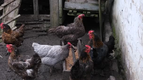 Horoz Tavuklarla Çevrili Çiftlikteki Hayvanlar Köydeki Tavuklar Yumurta Katmanları Besleyiciden — Stok video