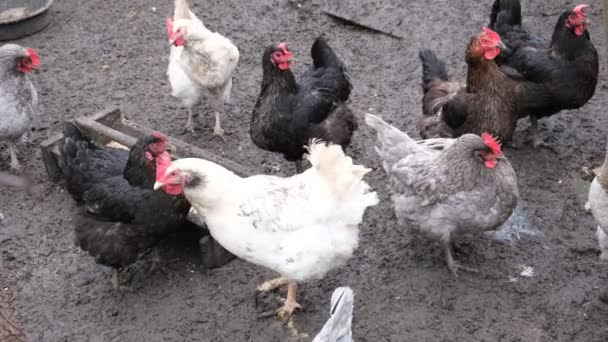 Horoz Tavuklarla Çevrili Çiftlikteki Hayvanlar Köydeki Tavuklar Yumurta Katmanları Besleyiciden — Stok video