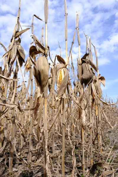 stock image Corn in the skin. Old kachan with grains in the field. Unharvested crop in the field. Bad farming time. Missing food. Dried head of corn