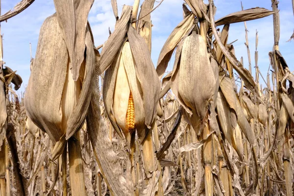 Кукуруза Коже Старый Качан Зерном Поле Несобранный Урожай Поле Плохое — стоковое фото