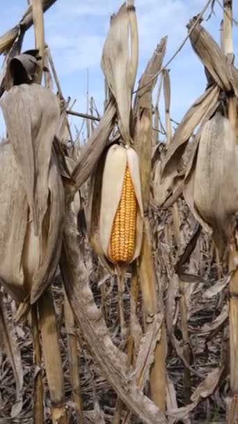 Кукуруза Коже Старый Качан Зерном Поле Несобранный Урожай Поле Плохое — стоковое видео
