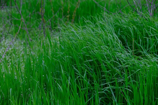 bright bright green grass in the garden. Slow camera movement, the movement of tall grass in the wind.