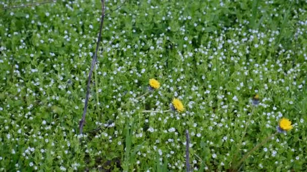 Yellow Flower Dense Green Grass Opened Medicinal Dandelion Wet Meadow — Stock Video