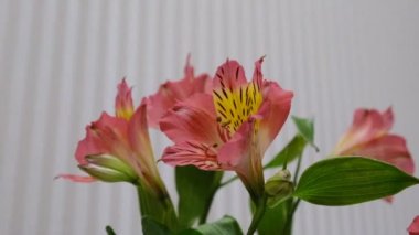 Alstroemeria 'nın sayısız küçük çiçeği, Güney Amerika' nın rizomatöz tüberküloz bitkisi. Küçük bir zambak melezinin çok renkli tomurcukları