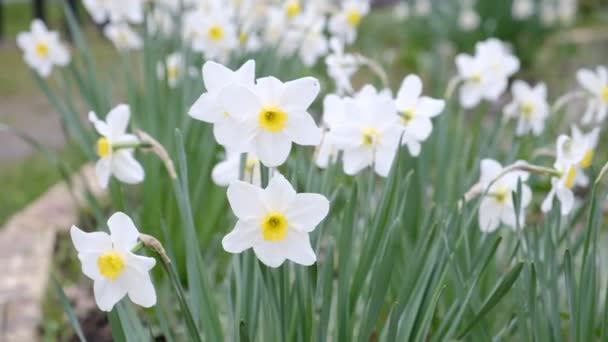 Pierwiosnki Białego Krokusa Wiatr Kołysze Wiosenny Kwiat Delikatna Roślina Kwietniku — Wideo stockowe