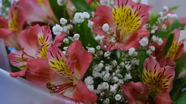 Численні Маленькі Квіти Альстромерії Південноамериканської Кореневої Туберкульозної Трав Янистої Рослини — стокове відео