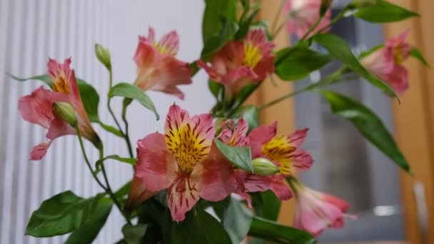 Många Små Blommor Alstroemeria Sydamerikansk Rhizomatös Tuberös Örtartad Växt Flerfärgade — Stockvideo