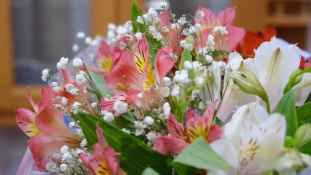 Četné Drobné Květy Alstroemeria Jihoamerické Oddenkové Hlíznaté Bylinné Rostliny Mnohobarevné — Stock video