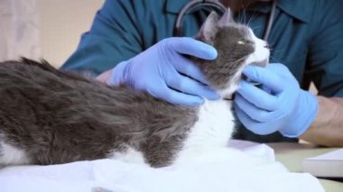 Veteriner doktor kediyi veteriner muayenehanesinde, enjeksiyonda ve hayvan testlerinde muayene eder. Hayvan sağlığı, önleyici tedavi, aşı ve veteriner cerrahı