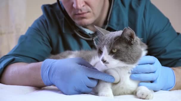 Médico Veterinário Examina Gato Escritório Veterinário Uma Injeção Testes Animais — Vídeo de Stock