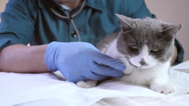 Veterinární Lékař Vyšetří Kočku Veterinární Ordinaci Injekci Zvířatech Zdraví Zvířat — Stock video