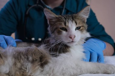 Veteriner doktor kediyi veteriner muayenehanesinde, enjeksiyonda ve hayvan testlerinde muayene eder. Hayvan sağlığı, önleyici tedavi, aşı ve veteriner cerrahı