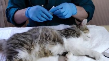Veteriner doktor kediyi veteriner muayenehanesinde, enjeksiyonda ve hayvan testlerinde muayene eder. Hayvan sağlığı, önleyici tedavi, aşı ve veteriner cerrahı