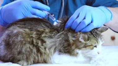 Veteriner doktor kediyi veteriner muayenehanesinde, enjeksiyonda ve hayvan testlerinde muayene eder. Hayvan sağlığı, önleyici tedavi, aşı ve veteriner cerrahı