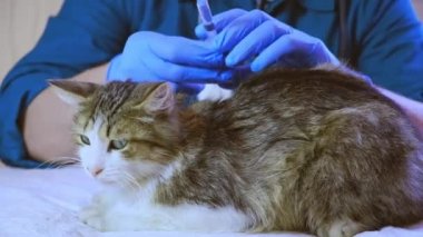 Veteriner doktor kediyi veteriner muayenehanesinde, enjeksiyonda ve hayvan testlerinde muayene eder. Hayvan sağlığı, önleyici tedavi, aşı ve veteriner cerrahı