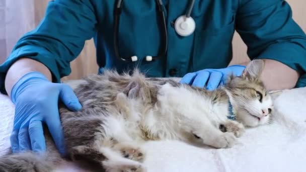 Dierenarts Onderzoekt Een Kat Een Dierenartsenpraktijk Een Injectie Dierproeven Gezondheid — Stockvideo