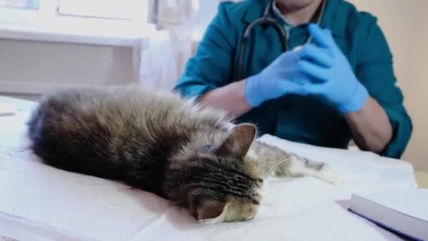 Médico Veterinário Examina Gato Escritório Veterinário Uma Injeção Testes Animais — Vídeo de Stock