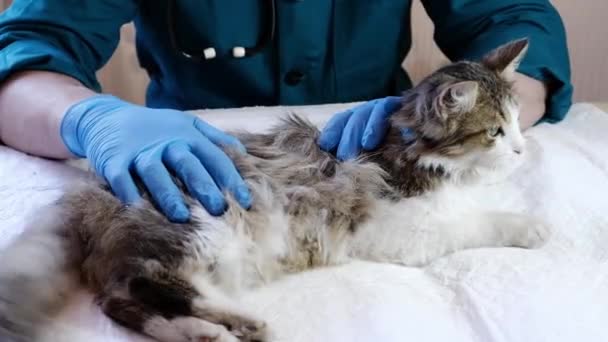 Dierenarts Onderzoekt Een Kat Een Dierenartsenpraktijk Een Injectie Dierproeven Gezondheid — Stockvideo