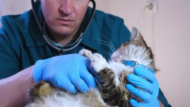 獣医室で猫を診察し 注射や動物実験を行います 動物の健康 予防治療 ワクチン接種と獣医外科医 — ストック動画