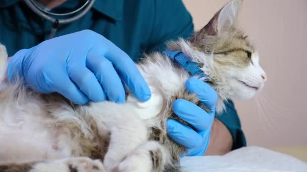Veterinární Lékař Vyšetří Kočku Veterinární Ordinaci Injekci Zvířatech Zdraví Zvířat — Stock video