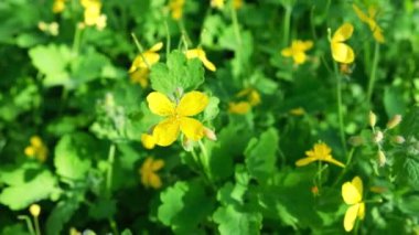 Celandine, sarı çiçekli yabani otlar çiçek gibi görünür. Bölgede kendi kendini yetiştiren bitkiler