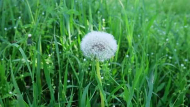 Faded Dandelion Green Juicy Grass — Stock Video