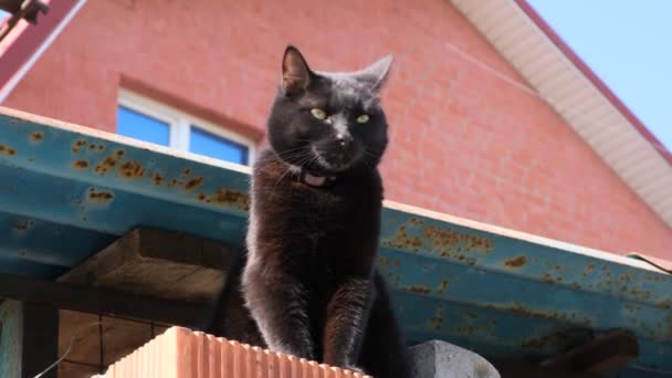 一只毛茸茸的黑猫正沿着高高的栅栏向一只灰色的猫走去 躲避危险 — 图库视频影像