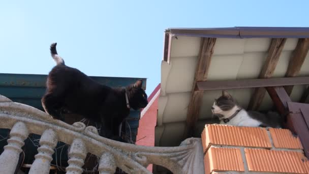 Gato Negro Con Piel Brillante Camina Largo Una Cerca Alta — Vídeos de Stock