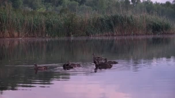 野生のアヒルは日没時に川で 鳥は水で 動物は野生で泳ぐ — ストック動画