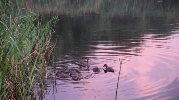 Anatre Selvatiche Nuotano Nel Fiume Tramonto Uccelli Acqua Animali Natura — Video Stock