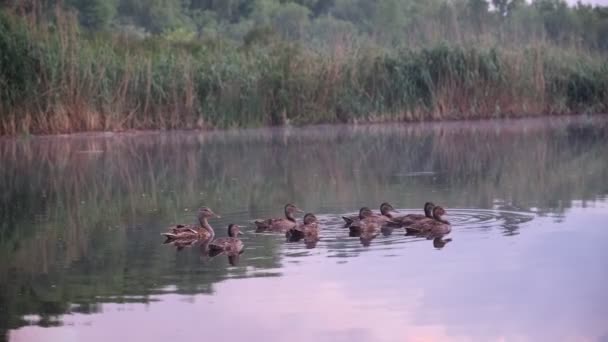 Vahşi Ördekler Gün Batımında Nehirde Yüzer Sudaki Kuşlar Vahşi Doğadaki — Stok video