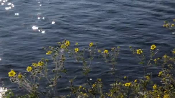 Κίτρινα Λουλούδια Στην Όχθη Του Ποταμού Κοντά Στο Νερό Άγρια — Αρχείο Βίντεο