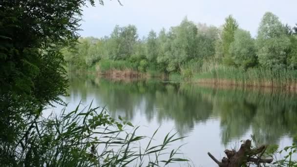 Verplaatsing Van Water Rivier Dnjepr Knelpunten Van Lozing Oekraïne Bomen — Stockvideo