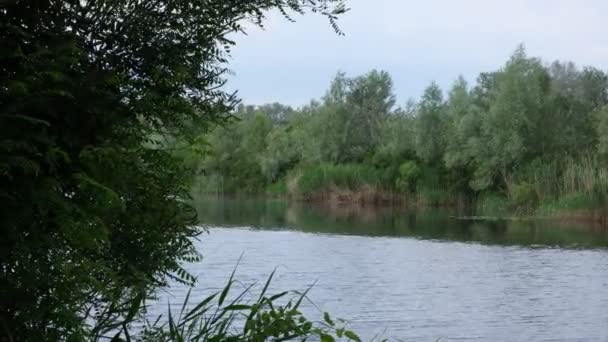 Víz Mozgása Dnyeper Folyóban Kiömlés Szűk Keresztmetszeteiben Ukrajna Fák Erdők — Stock videók