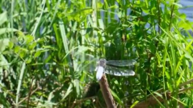 Yaprağın üzerindeki büyük bir yusufçuk rüzgarda sallanıyor. Nehir kenarında ağır çekim.