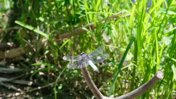 Large Dragonfly Leaf Grass Sways Wind Slow Motion River — Stock Video