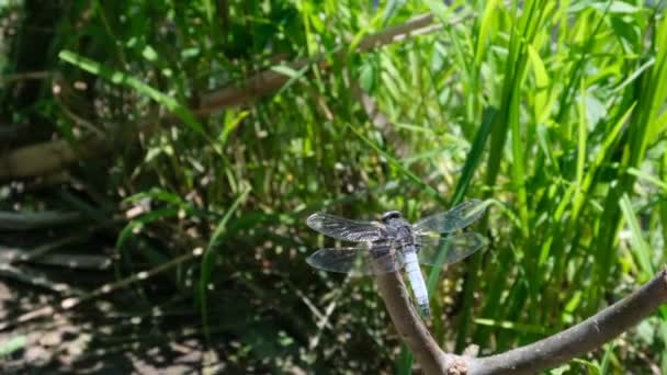 Eine Große Libelle Auf Einem Blatt Gras Wiegt Sich Wind — Stockvideo