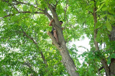 Park, sigortası olmayan yüksek bir ağaçta kendini tehlikeye atar, eski kurumuş dalları keser. Bahçıvanlık kendi başına. Düşme tehlikesi.