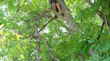 Park, sigortası olmayan yüksek bir ağaçta kendini tehlikeye atar, eski kurumuş dalları keser. Bahçıvanlık kendi başına. Düşme tehlikesi.