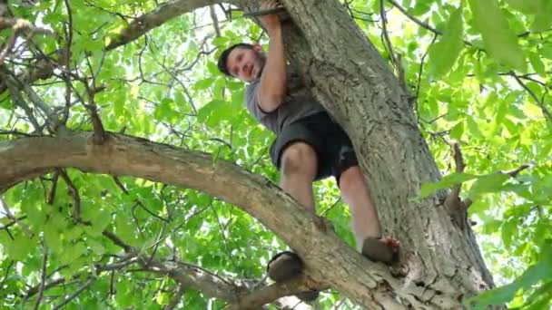 男は保険なしで非常に高い木に自分自身を危険にさらし 古い乾燥した枝を切り取ります 自分でガーデニングする フォールハザード — ストック動画