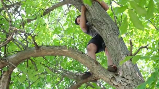 男は保険なしで非常に高い木に自分自身を危険にさらし 古い乾燥した枝を切り取ります 自分でガーデニングする フォールハザード — ストック動画