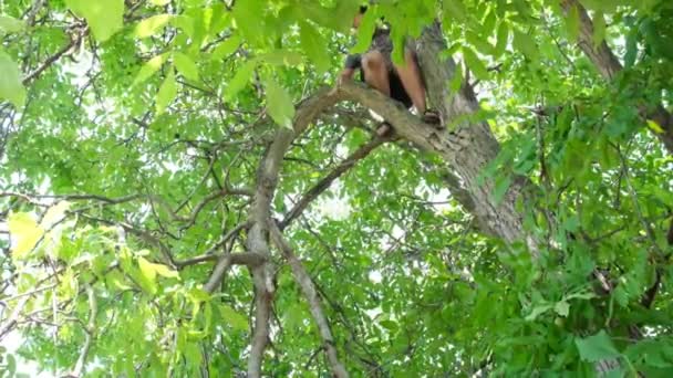 Парк Человек Рискует Собой Высоком Дереве Страховки Отрезает Старые Сухие — стоковое видео